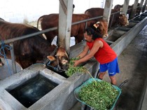 Wabah PMK Masih Hantui Peternak