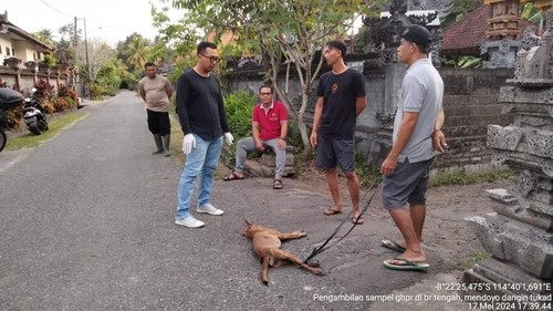 Petugas saat melakukan pengambilan sampel otak anjing suspek rabies untuk diuji di Labolatorium BBVet Denpasar, Jumat (17/5/2024).