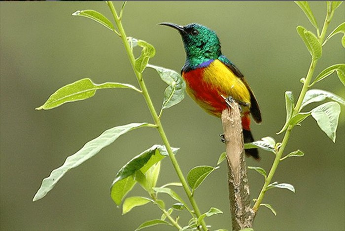 Burung Madu Matari dari NTB. (dok Pinterest Agus Sriyana)