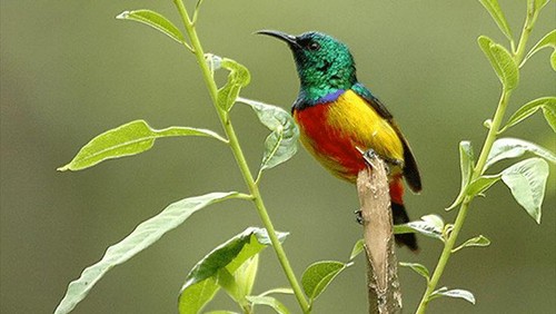 Burung Madu Matari dari NTB. (dok Pinterest Agus Sriyana)