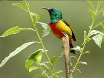 Studi Temukan Cara Tingkatkan Kesehatan Mental Mahasiswa: Mengamati Burung!