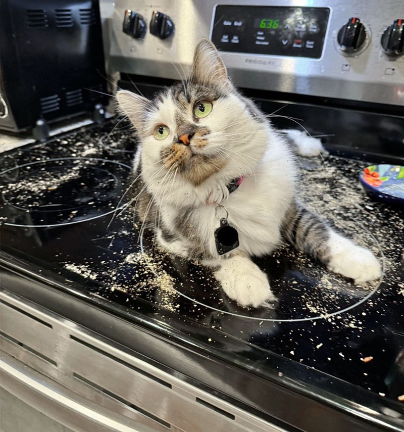 Kucing memang peliharaan yang beda sendiri. Tingkahnya yang seenaknya cuma bisa bikin babunya mengelus dada. Sabar-sabar ya, Bos.