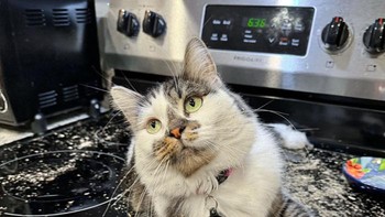 Kucing kebanyakan makan catnip. Jadi high. Foto: wishingwellington via Bored Panda