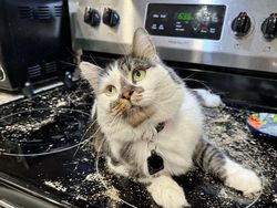 Kumpulan Kucing Berulah, Babu Cuma Bisa Ngelus Dada