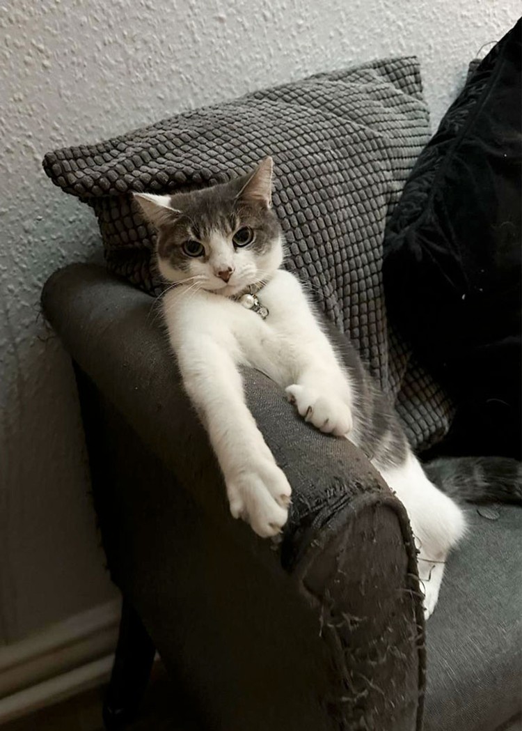 Kucing memang peliharaan yang beda sendiri. Tingkahnya yang seenaknya cuma bisa bikin babunya mengelus dada. Sabar-sabar ya, Bos.
