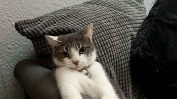 Ada yang bangga nih abis cakar-cakar sofa. Foto: PastLifeguard2924 via Bored Panda