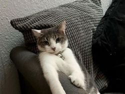 Kumpulan Kucing Berulah, Babu Cuma Bisa Ngelus Dada