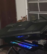 Kucing memang peliharaan yang beda sendiri. Tingkahnya yang seenaknya cuma bisa bikin babunya mengelus dada. Sabar-sabar ya, Bos.