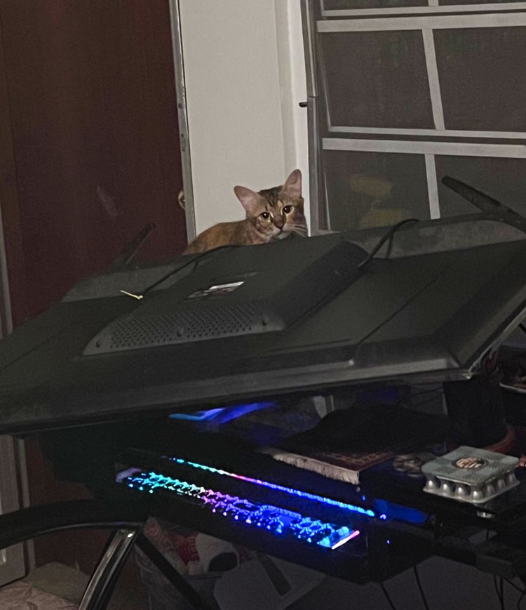 Kucing memang peliharaan yang beda sendiri. Tingkahnya yang seenaknya cuma bisa bikin babunya mengelus dada. Sabar-sabar ya, Bos.