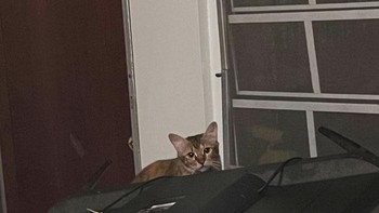 Kucing ini masuk ke dalam rumah orang dan menjatuhkan monitor. Foto: reddit via Bored Panda