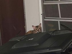 Kumpulan Kucing Berulah, Babu Cuma Bisa Ngelus Dada