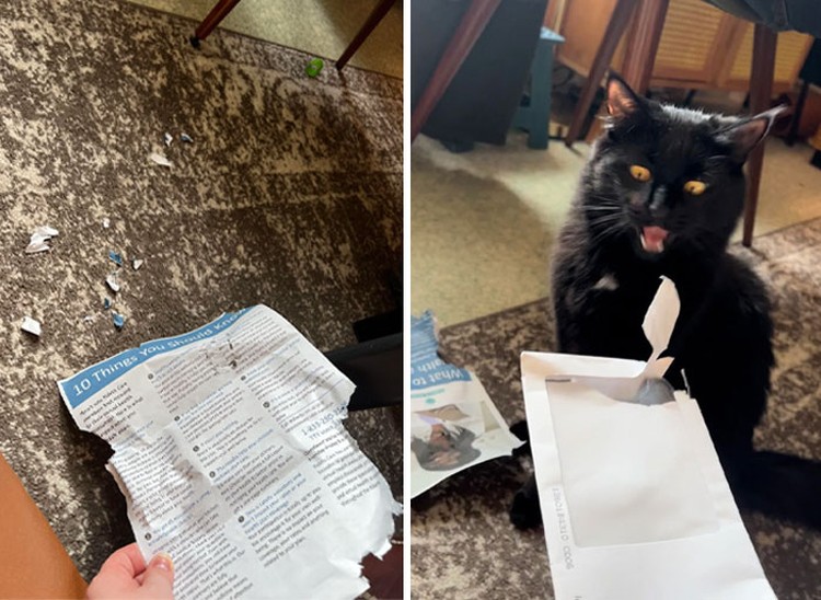 Kucing memang peliharaan yang beda sendiri. Tingkahnya yang seenaknya cuma bisa bikin babunya mengelus dada. Sabar-sabar ya, Bos.