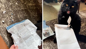 Siapa ya, yang gigit surat ini? Foto: _hbop via Bored Panda