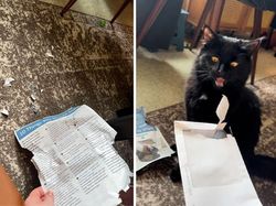 Kumpulan Kucing Berulah, Babu Cuma Bisa Ngelus Dada