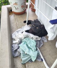 Kucing memang peliharaan yang beda sendiri. Tingkahnya yang seenaknya cuma bisa bikin babunya mengelus dada. Sabar-sabar ya, Bos.