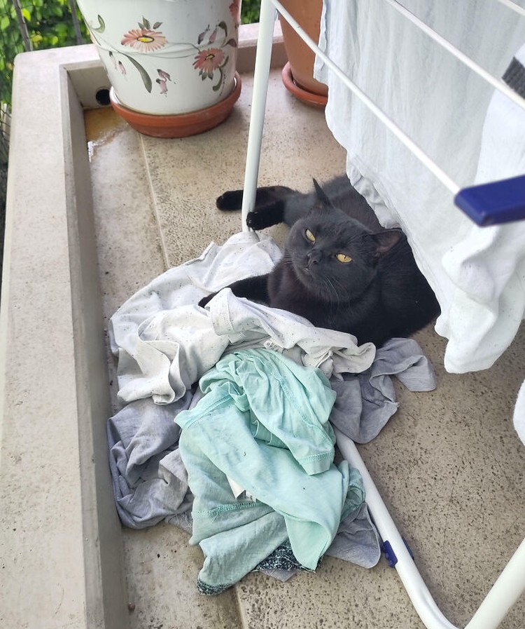 Kucing memang peliharaan yang beda sendiri. Tingkahnya yang seenaknya cuma bisa bikin babunya mengelus dada. Sabar-sabar ya, Bos.