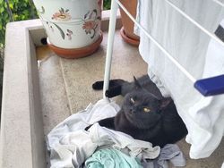 Kumpulan Kucing Berulah, Babu Cuma Bisa Ngelus Dada