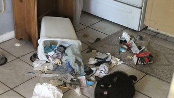 Aksi brutal kucing. Kayaknya marah minta dikasih makan. Foto: pickles-and-mayo via Bored Panda