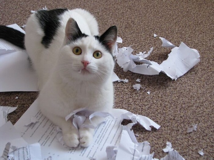 Kucing memang peliharaan yang beda sendiri. Tingkahnya yang seenaknya cuma bisa bikin babunya mengelus dada. Sabar-sabar ya, Bos.