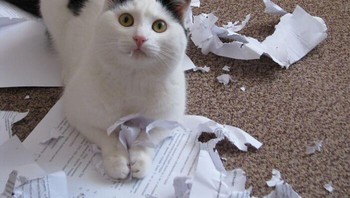 PR? Oh, yang aku cakar-cakar ini? Foto: Adan714 via Bored Panda