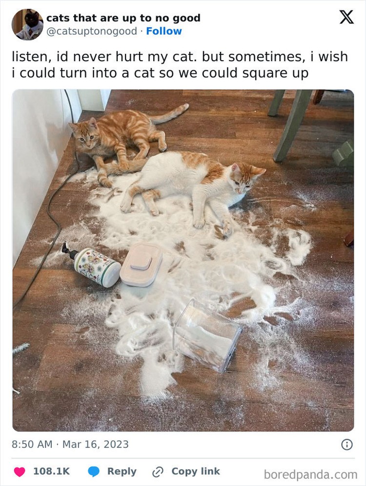 Kucing memang peliharaan yang beda sendiri. Tingkahnya yang seenaknya cuma bisa bikin babunya mengelus dada. Sabar-sabar ya, Bos.