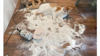 Cuma bisa menghela napas. Yuk, bersihin, yuk. Foto: catsuptonogood via Bored Panda
