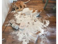 Kumpulan Kucing Berulah, Babu Cuma Bisa Ngelus Dada