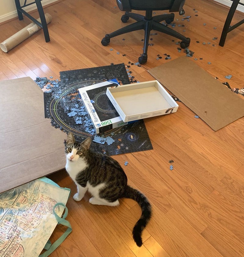 Kucing memang peliharaan yang beda sendiri. Tingkahnya yang seenaknya cuma bisa bikin babunya mengelus dada. Sabar-sabar ya, Bos.