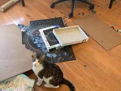 Kumpulan Kucing Berulah, Babu Cuma Bisa Ngelus Dada