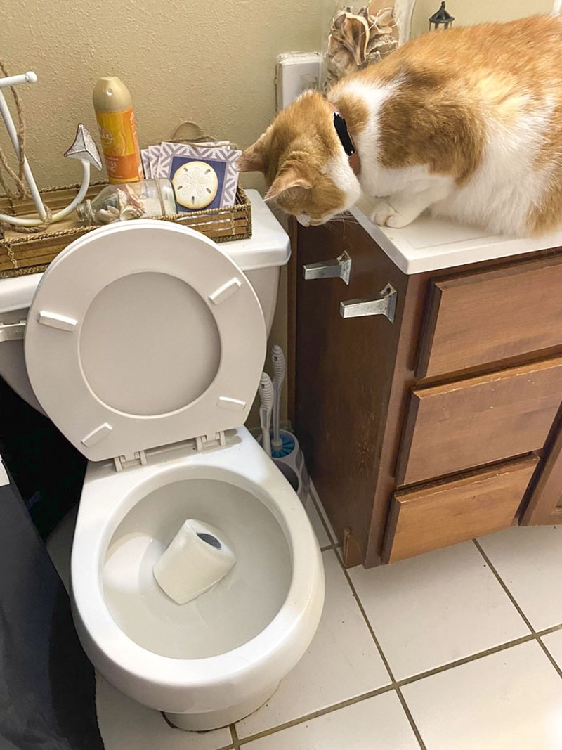 Kucing memang peliharaan yang beda sendiri. Tingkahnya yang seenaknya cuma bisa bikin babunya mengelus dada. Sabar-sabar ya, Bos.