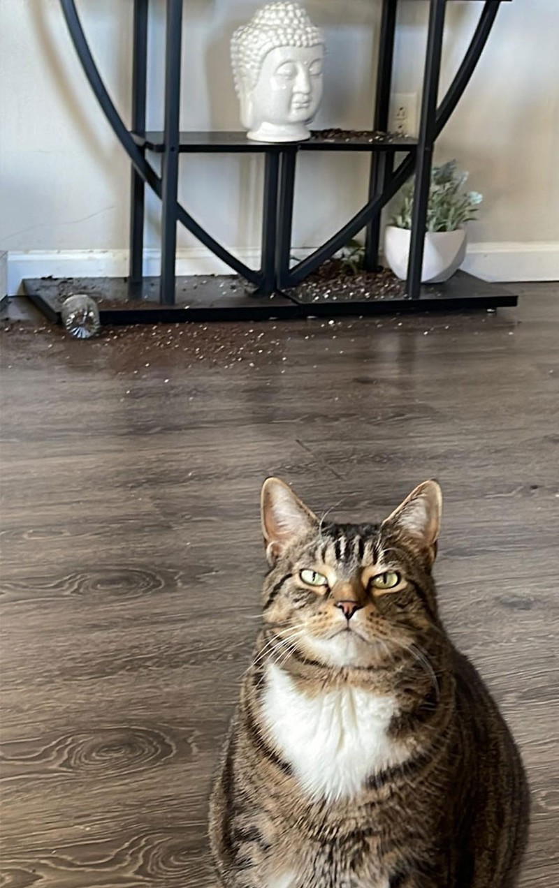 Kucing memang peliharaan yang beda sendiri. Tingkahnya yang seenaknya cuma bisa bikin babunya mengelus dada. Sabar-sabar ya, Bos.