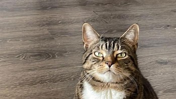 Marah nggak dikasih makan. Dari ekspresinya sih kelihatan dongkol banget. Foto: chezaraez via Bored Panda