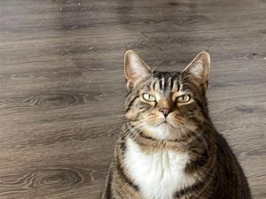 Kumpulan Kucing Berulah, Babu Cuma Bisa Ngelus Dada