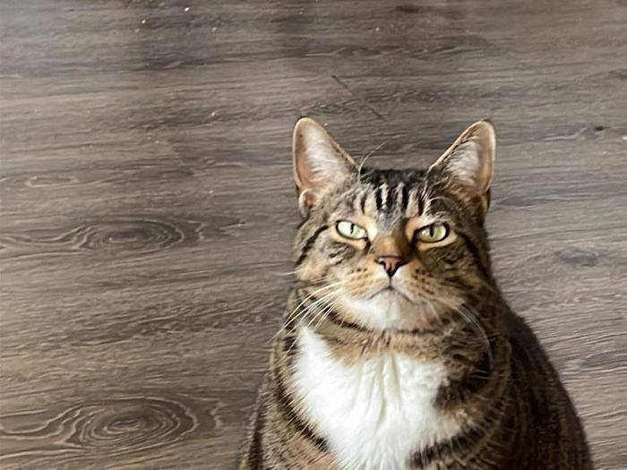 Kucing memang peliharaan yang beda sendiri. Tingkahnya yang seenaknya cuma bisa bikin babunya mengelus dada. Sabar-sabar ya, Bos.