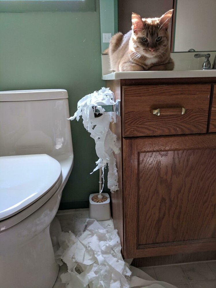 Kucing memang peliharaan yang beda sendiri. Tingkahnya yang seenaknya cuma bisa bikin babunya mengelus dada. Sabar-sabar ya, Bos.