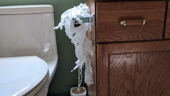 Kucing ini dikunci di dalam kamar mandi karena pemiliknya diganggu terus saat bikin makanan. Balas dendamnya pun dijalankan. Foto: GreyGhostPhoto via Bored Panda