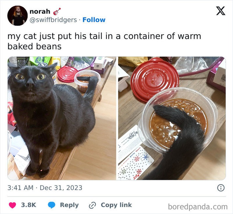 Kucing memang peliharaan yang beda sendiri. Tingkahnya yang seenaknya cuma bisa bikin babunya mengelus dada. Sabar-sabar ya, Bos.