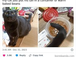 Kumpulan Kucing Berulah, Babu Cuma Bisa Ngelus Dada