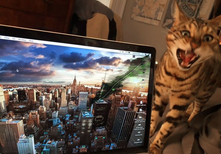 Kucing memang peliharaan yang beda sendiri. Tingkahnya yang seenaknya cuma bisa bikin babunya mengelus dada. Sabar-sabar ya, Bos.