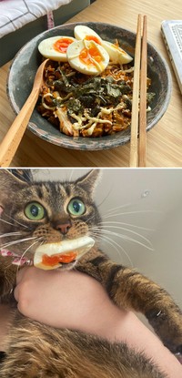 Kucing memang peliharaan yang beda sendiri. Tingkahnya yang seenaknya cuma bisa bikin babunya mengelus dada. Sabar-sabar ya, Bos.