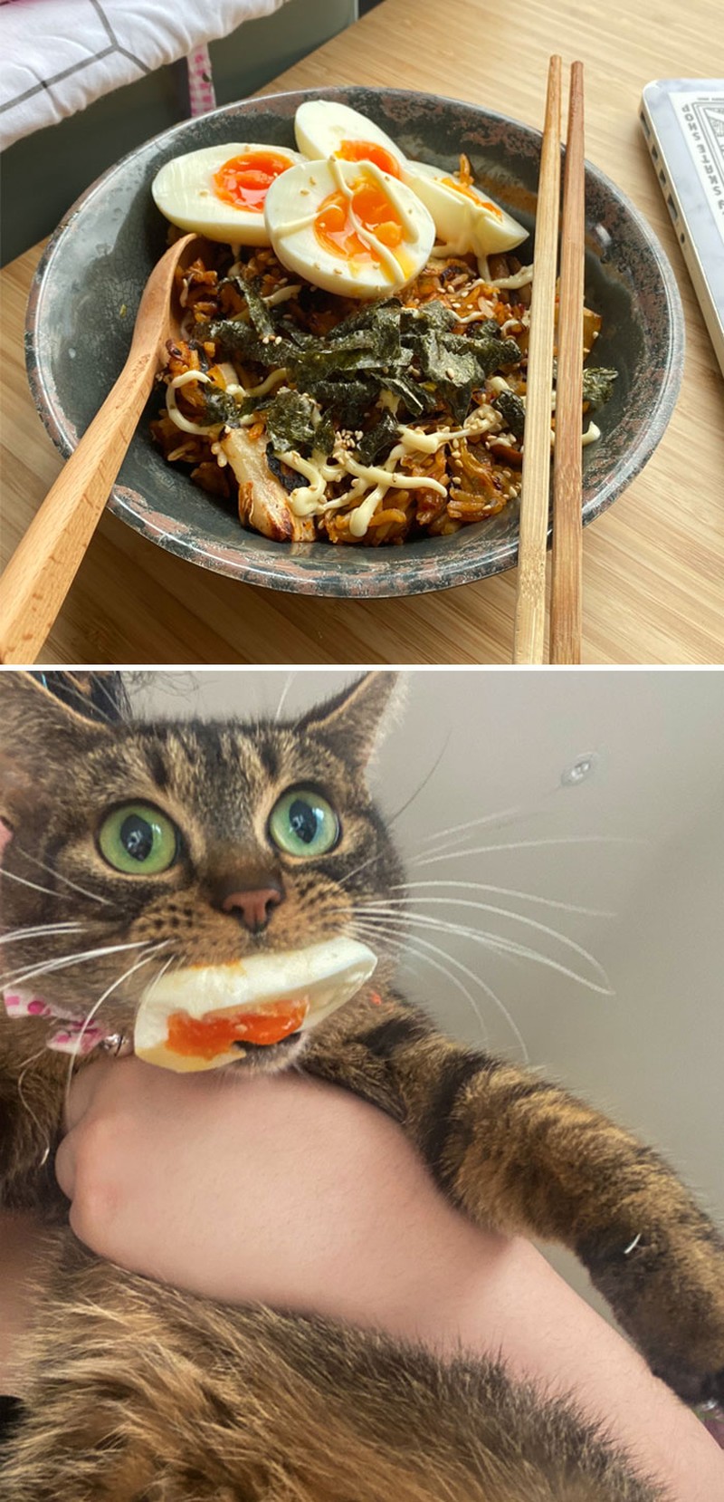 Kucing memang peliharaan yang beda sendiri. Tingkahnya yang seenaknya cuma bisa bikin babunya mengelus dada. Sabar-sabar ya, Bos.