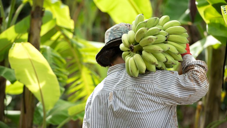 makanan