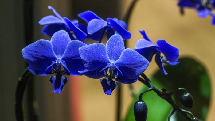 Phalaenopsis atau anggrek biru