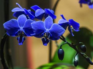 Mengapa Tumbuhan dan Hewan Berwarna Biru Langka? Ini Alasannya