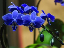 Mengapa Tumbuhan dan Hewan Berwarna Biru Langka? Ini Alasannya