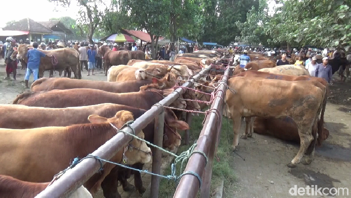 Sapi kurban dijajakan di Pasar Hewan Lumajang.