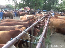 Harga Sapi di Pasar Hewan Lumajang Naik Rp 2 Juta Per Ekor
