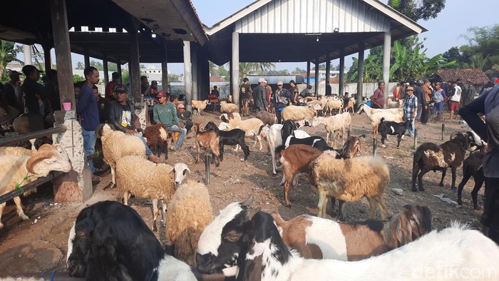 Aktivitas di Pasar Hewan Singaparna, Kabupaten Tasikmalaya, Jawa barat semakin ramai, Selasa pagi (21/5/24)