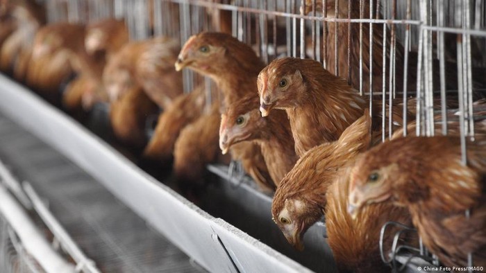 AS: Tidak Ada Bukti Penyebaran Flu Burung H5N1 di Kalangan Manusia