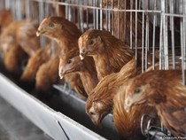 Video: Lampu Kuning dari WHO Terkait Infeksi Flu Burung H5N1